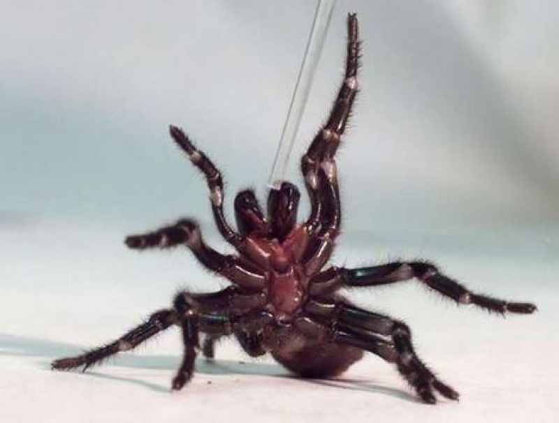 Mely pókok merevedést okoznak, A brazil vándorpók mérge fájdalmas és hosszú erekciót okoz