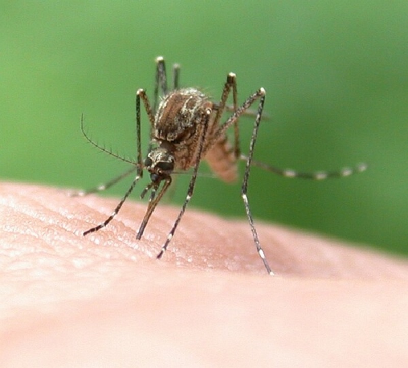 öregedésgátló házi gyógymód szúnyog ellen estee lauder revitalizing supreme global anti aging mask boost review