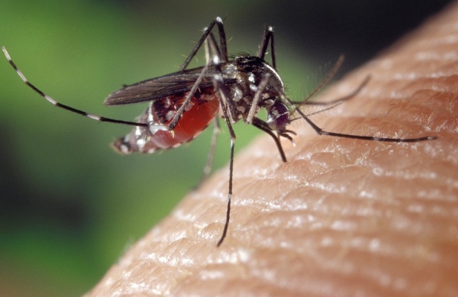   Globális felmelegedés – betegségterjesztő szúnyogok