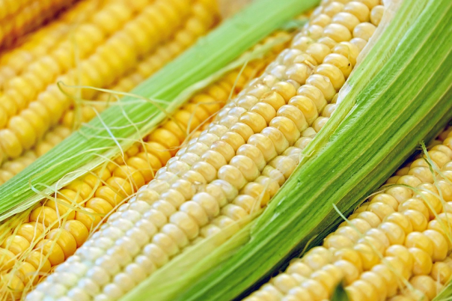 kukorica a cukorbetegség kezelésére a kezelés a cukorbetegség potenciát