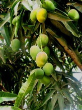 mangó fogyókúrás tabletta