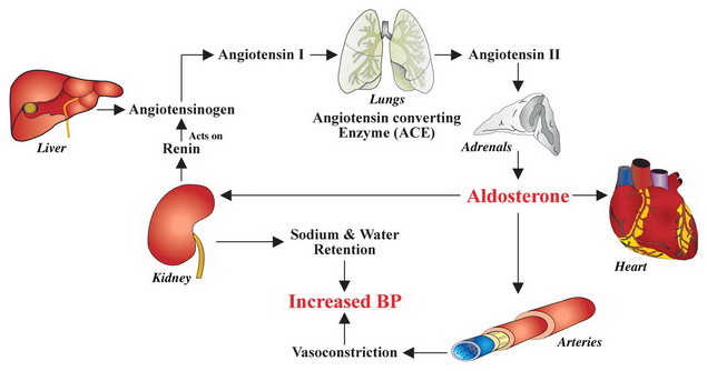magas vérnyomás elleni gyógyszerek amelyek növelik a vércukorszintet hipertónia patofiziológiája