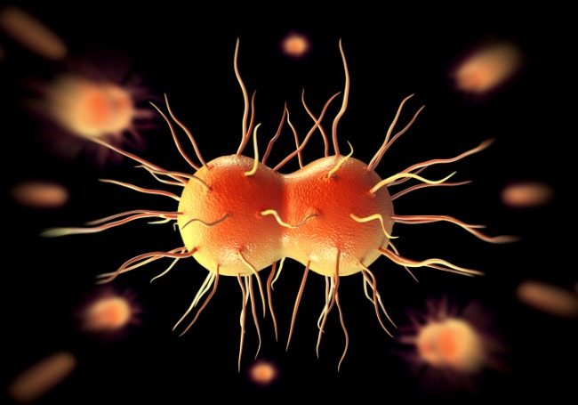A Neisseria gonorrhoeae egy Gram-negatív baktériumfaj, amely a kankó (tripper) nevű nemi betegséget okozza