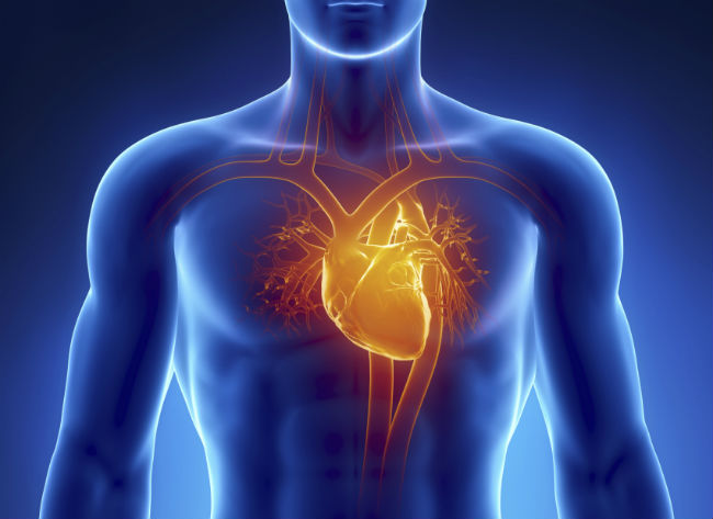 szív- és nyaki erek állapotának felmérése gyors szívverés
