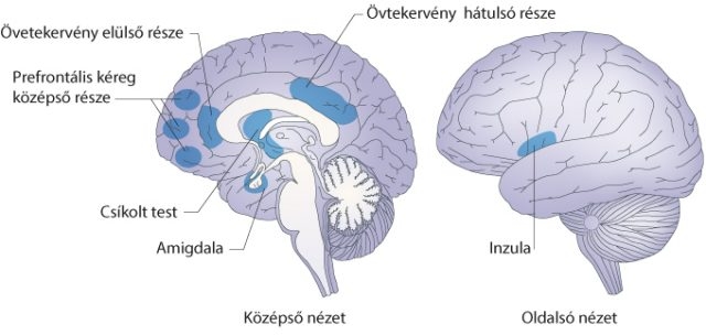 agy méregtelenítő gyakorlata)