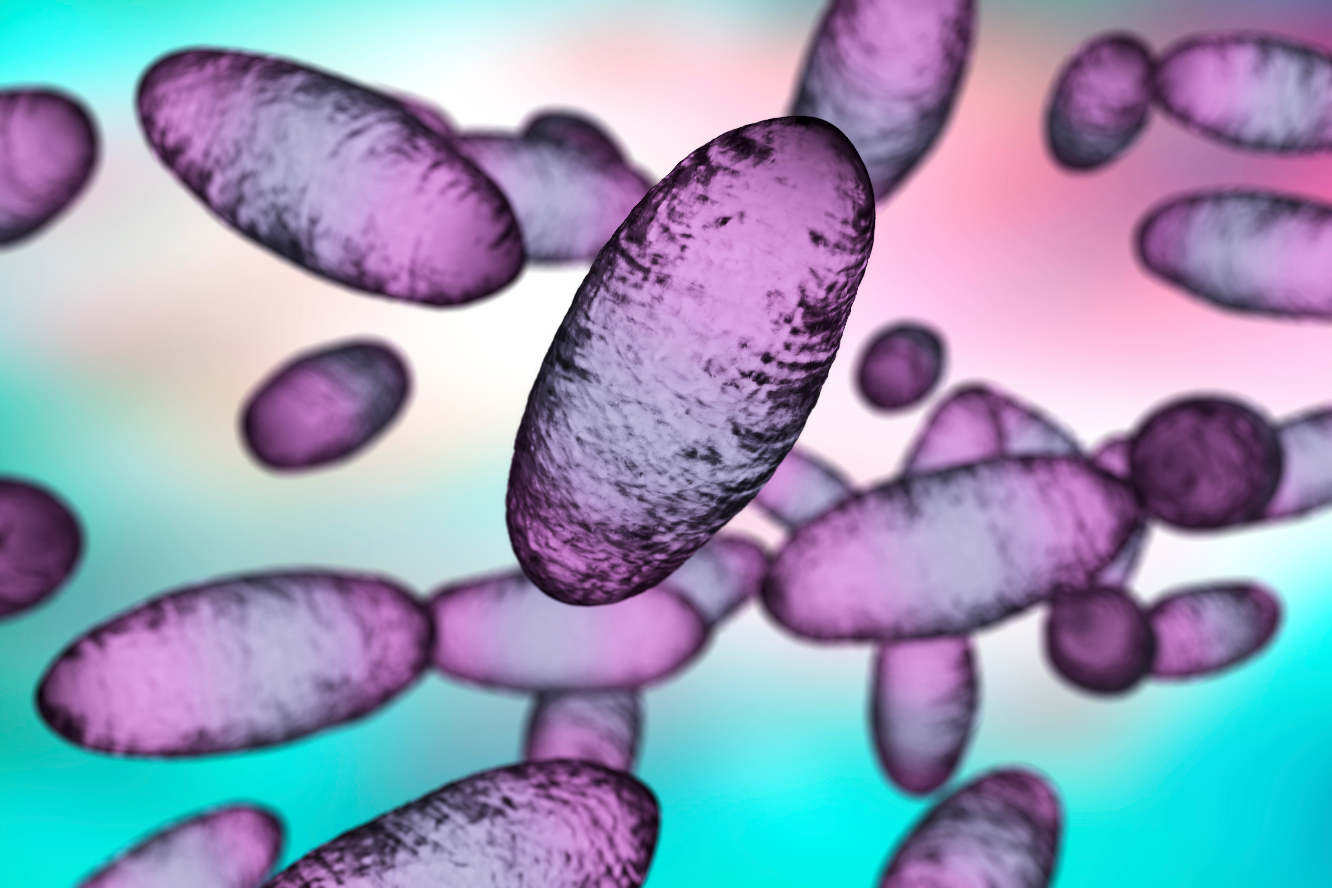 Bubópestis baktérium. A 3D-s illusztráció a baktériumok bipoláris festését és tojásdad alakját mutatja. (Forrás: stock.adobe.com)