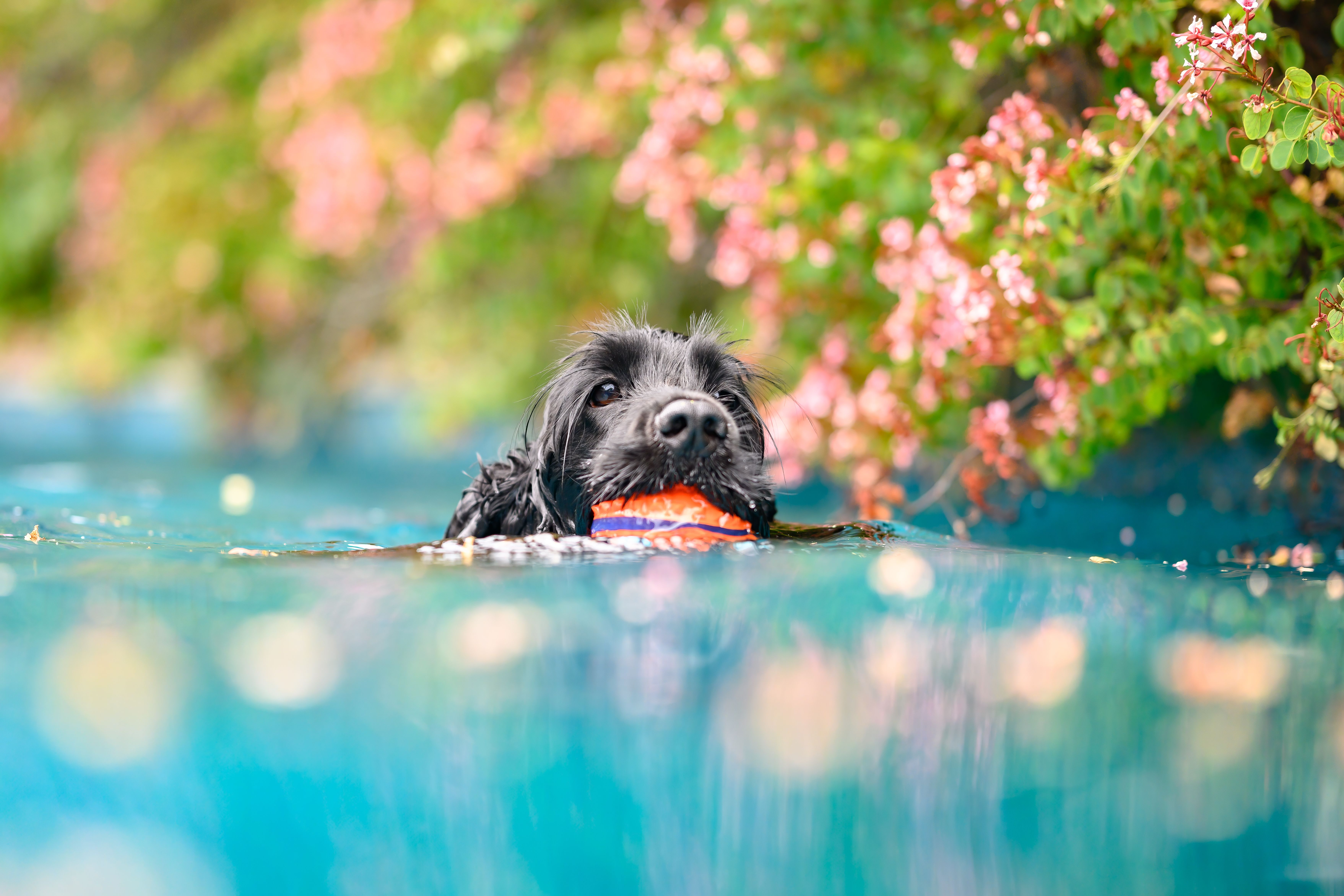 Az algás víz a kutyákra különösen veszélyes. (Forrás: Envato Elements)